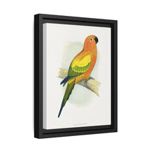 Sun Parrakeet (Aratinga solstitialis) colored wood-engraved plate by Alexander Francis Lydon - NOMADEN ART GALLERY