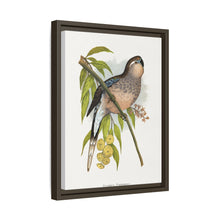 Bourke's Parrakeet (Neopsephotus bourkii) colored wood-engraved plate by Alexander Francis Lydon.