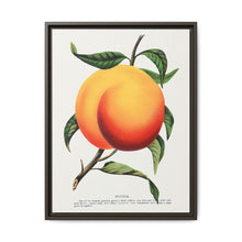 Foster peach lithograph. Digitally enhanced from our own original 1900 edition plates of Botanical Specimen published by Rochester Lithographing - NOMADEN ART GALLERY