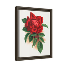 Red rose, Alfred Colomb lithograph. Digitally enhanced from our own original 1900 edition plates of Botanical Specimen published by Rochester Lithographing