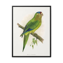 Petz's Conure (Aratinga canicularis) colored wood-engraved plate by Alexander Francis Lydon - NOMADEN ART GALLERY