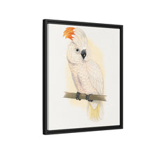 Great Salmon-Crested Cockatoo (CACATUA MOLUCCENSIS) colored wood-engraved plate by Alexander Francis Lydon.
