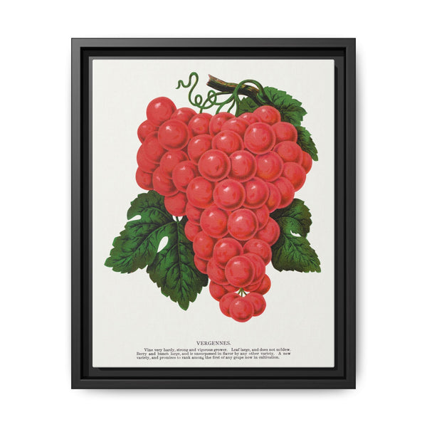 Vergennes grape lithograph. Digitally enhanced from our own original 1900 edition plates of Botanical Specimen published by Rochester Lithographing - NOMADEN ART GALLERY