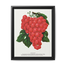 Vergennes grape lithograph. Digitally enhanced from our own original 1900 edition plates of Botanical Specimen published by Rochester Lithographing - NOMADEN ART GALLERY