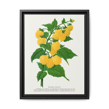 Golden queen raspberry lithograph. Digitally enhanced from our own original 1900 edition plates of Botanical Specimen published by Rochester Lithographing - NOMADEN ART GALLERY
