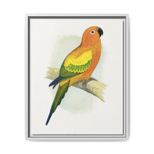 Sun Parrakeet (Aratinga solstitialis) colored wood-engraved plate by Alexander Francis Lydon - NOMADEN ART GALLERY