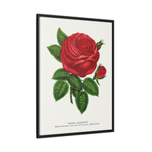 Red rose, General Jacquemont flower lithograph. Digitally enhanced from our own original 1900 edition plates of Botanical Specimen published by Rochester Lithographing
