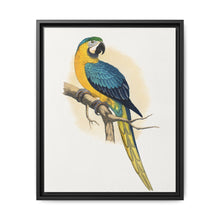 Blue and Yellow Macaw (Ara ararauna) colored wood-engraved plate by Alexander Francis Lydon - NOMADEN ART GALLERY