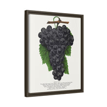Early Ohio grape lithograph. Digitally enhanced from our own original 1900 edition plates of Botanical Specimen published by Rochester Lithographing