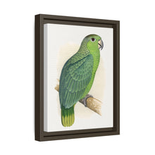 Mealy Amazon (Amazona farinosa) colored wood-engraved plate by Alexander Francis Lydon