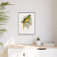Elegant Parrakeet (Neophema elegans) colored wood-engraved plate by Alexander Francis Lydon