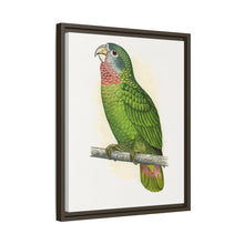 Jamaica Parrot (Amazona collaria) colored wood-engraved plate by Alexander Francis Lydon