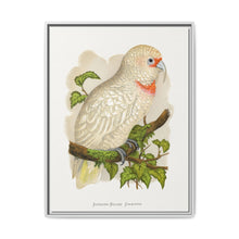 Slender-Billed Cockatoo (Cacatua tenuirostris) colored wood-engraved plate by Alexander Francis Lydon. - NOMADEN ART GALLERY