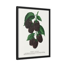 Lucretia Dewberry lithograph. Digitally enhanced from our own original 1900 edition plates of Botanical Specimen published by Rochester Lithographing