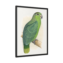 Mealy Amazon (Amazona farinosa) colored wood-engraved plate by Alexander Francis Lydon