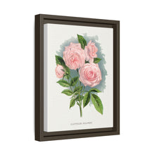 Pink rose, Clothilde Soupert lithograph. Digitally enhanced from our own original 1900 edition plates of Botanical Specimen published by Rochester Lithographing