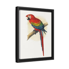 Red and Blue Macaw (Ara macao) colored wood-engraved plate by Alexander Francis Lydon - NOMADEN ART GALLERY