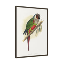 Placa xilográfica coloreada de la cotorra orejiblanca (Pyrrhura leucotis) de Alexander Francis Lydon 