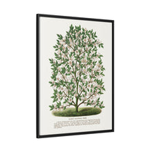 Hardy Magnolia tree lithograph. Digitally enhanced from our own original 1900 edition plates of Botanical Specimen published by Rochester Lithographing