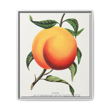 Foster peach lithograph. Digitally enhanced from our own original 1900 edition plates of Botanical Specimen published by Rochester Lithographing - NOMADEN ART GALLERY