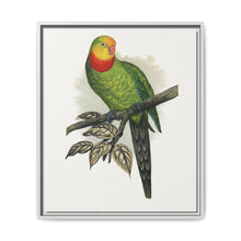 Barraband's Parakeet (Polytelis swainsonii) colored wood-engraved plate by Alexander Francis Lydon - NOMADEN ART GALLERY
