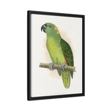 Lydon's Yellow-Naped Amazon | Vintage Parrot Wall Art Print