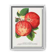Duchess of Oldenburg apples lithograph from Botanical Specimen published by Rochester Lithographing - NOMADEN ART GALLERY