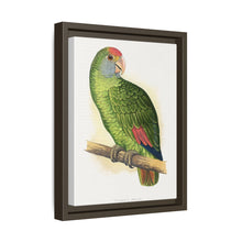 Dufresne's Amazon (Amazona dufresniana) colored wood-engraved plate by Alexander Francis Lydon
