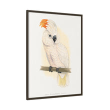 Great Salmon-Crested Cockatoo (CACATUA MOLUCCENSIS) colored wood-engraved plate by Alexander Francis Lydon.