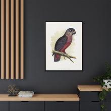 Dusky or Violet Parrot (Pionus fuscus) colored wood-engraved plate by Alexander Francis Lydon.