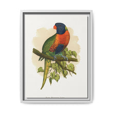Blue Mountain Lory (Trichoglossus moluccanus) colored wood-engraved plate by Alexander Francis Lydon. - NOMADEN ART GALLERY
