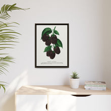 Lucretia Dewberry lithograph. Digitally enhanced from our own original 1900 edition plates of Botanical Specimen published by Rochester Lithographing