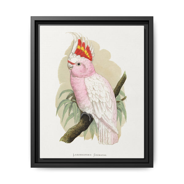 Leadbeater's Cockatoo (Lophochroa leadbeateri) colored wood-engraved plate by Alexander Francis Lydon - NOMADEN ART GALLERY