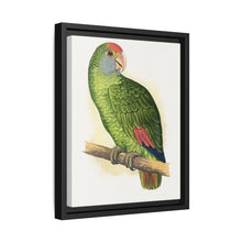 Dufresne's Amazon (Amazona dufresniana) colored wood-engraved plate by Alexander Francis Lydon - NOMADEN ART GALLERY