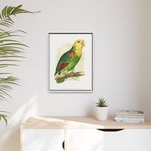 Double-Fronted or Le Vaillant's Amazon (Amazona oratrix) colored wood-engraved plate by Alexander Francis Lydon.