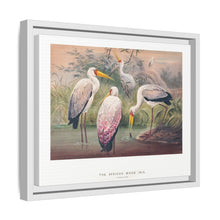 The African Wood Ibis from Zoological sketches (1861-1867) by Joseph Wolf and Philip Lutley Sclater