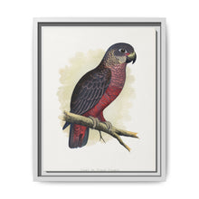 Dusky or Violet Parrot (Pionus fuscus) colored wood-engraved plate by Alexander Francis Lydon. - NOMADEN ART GALLERY