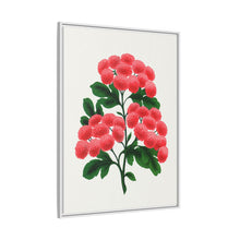 Paul's New Double Flowering Thorn lithograph. Digitally enhanced from our own original 1900 edition plates of Botanical Specimen published by Rochester Lithographing