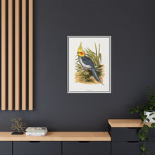 Cockatiel (Nymphicus hollandicus) colored wood-engraved plate by Alexander Francis Lydon