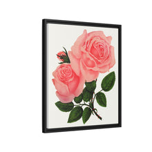 Pink Rose, La France Lithograph (1900)
