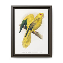 Golden or Queen Bavaria's Parrot (Guaruba guarouba) colored wood-engraved plate by Alexander Francis Lydon. - NOMADEN ART GALLERY