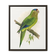 Petz's Conure (Aratinga canicularis) colored wood-engraved plate by Alexander Francis Lydon - NOMADEN ART GALLERY
