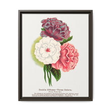 Double Althea in 3 colors lithograph. Digitally enhanced from our own original 1900 edition plates of Botanical Specimen published by Rochester Lithographing - NOMADEN ART GALLERY