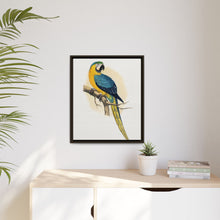 Blue and Yellow Macaw (Ara ararauna) colored wood-engraved plate by Alexander Francis Lydon