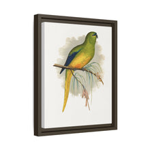 Elegant Parrakeet (Neophema elegans) colored wood-engraved plate by Alexander Francis Lydon