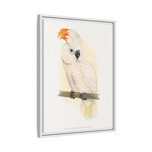 Great Salmon-Crested Cockatoo (CACATUA MOLUCCENSIS) colored wood-engraved plate by Alexander Francis Lydon.
