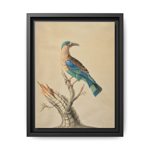 Coracias Benghalensis by Sarah Stone - NOMADEN ART GALLERY