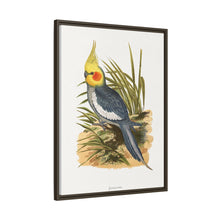 Cockatiel (Nymphicus hollandicus) colored wood-engraved plate by Alexander Francis Lydon
