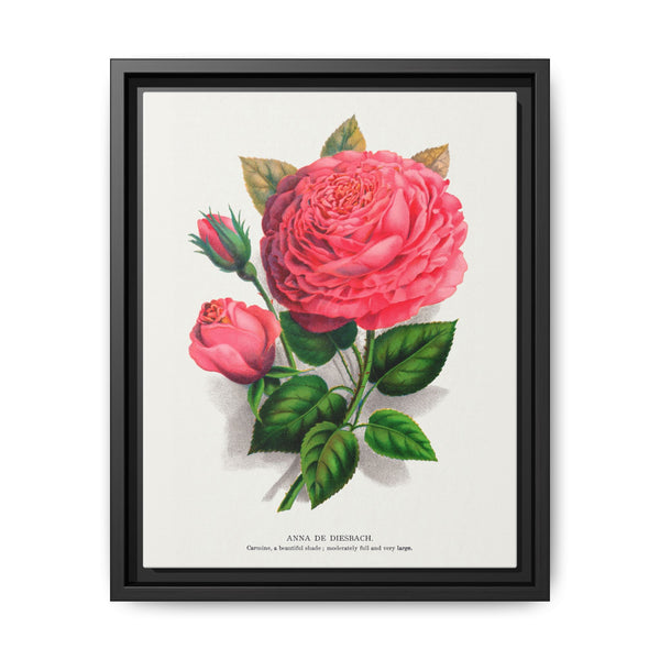 Pink rose, Anna De Diesbach lithograph. Digitally enhanced from our own original 1900 edition plates of Botanical Specimen published by Rochester Lithographing - NOMADEN ART GALLERY