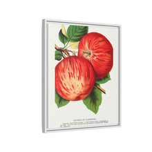 Duchess of Oldenburg apples lithograph from Botanical Specimen published by Rochester Lithographing